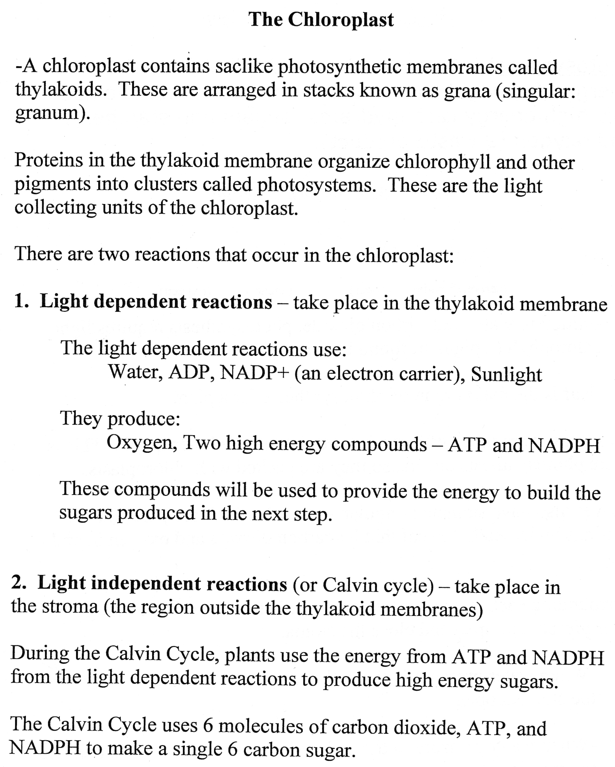 High School Biology Photosynthesis Worksheets