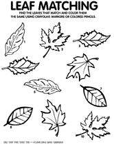 Leaf Matching Worksheet