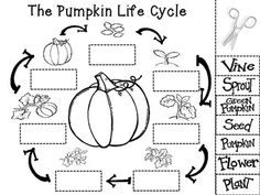 Life Cycle Of Pumpkins Worksheet