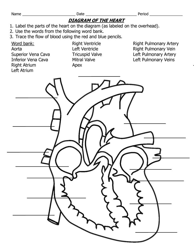 Simple Heart Diagram Label