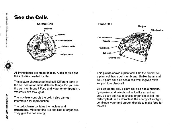 Middle School Cell Diagram Worksheet