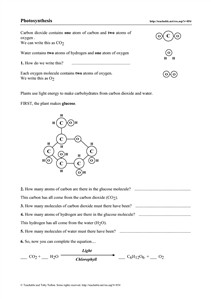 Photosynthesis Worksheet