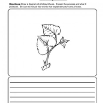 Photosynthesis Worksheet