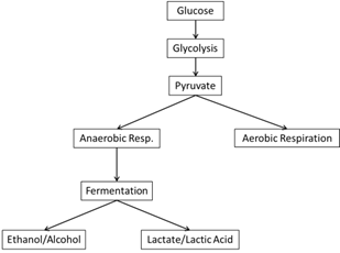 Aerobic Cellular Respiration