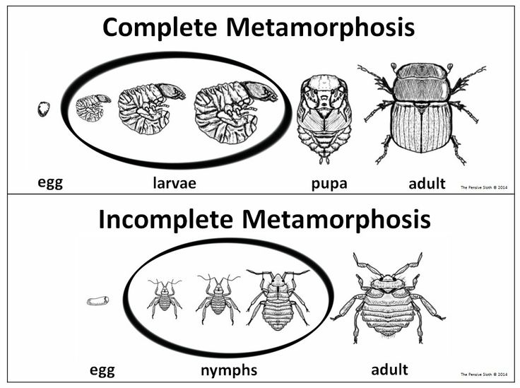 Complete Incomplete Metamorphosis