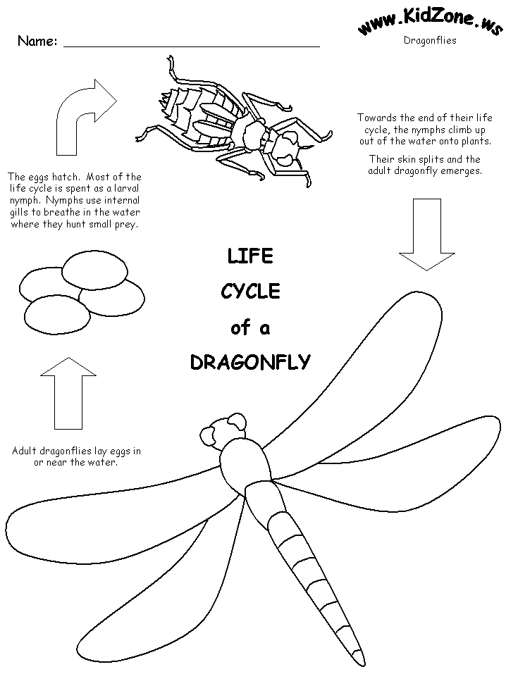 Dragonfly Life Cycle Worksheet