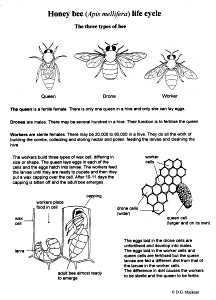 Honey Bee Life Cycle Worksheet