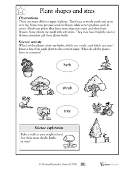 Kindergarten Science Worksheets Plants