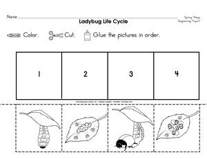 Ladybug Life Cycle Worksheet