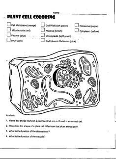 Plant Cell Coloring Page