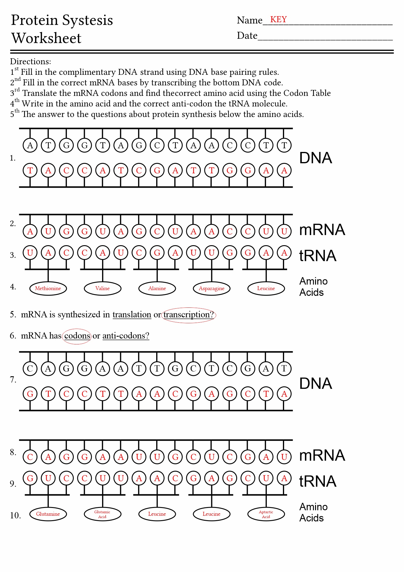 14 DNA Code Worksheet Free PDF at worksheeto com