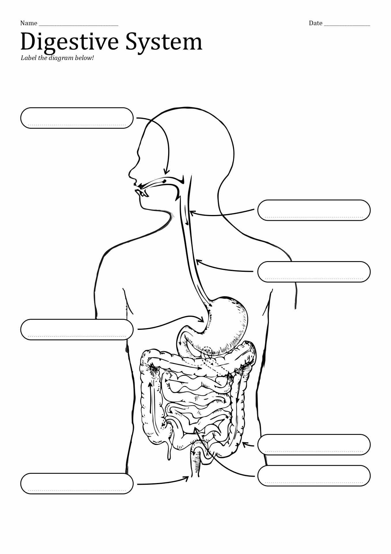 Blank Digestive Tract Diagram