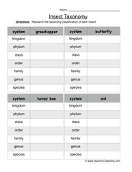 Insect Classification Worksheet