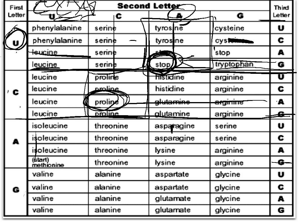 8 DNA Code Codon Worksheet Worksheeto