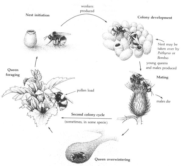 The Bee Life Cycle Explored