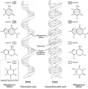 DNA and RNA Molecules