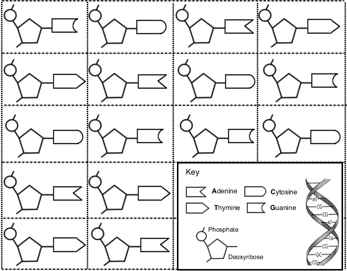 DNA Model Worksheet