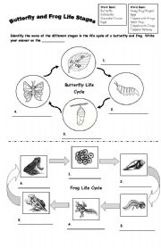 Frog Butterfly Life Cycle Worksheet