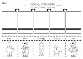 Human Life Cycle Worksheets