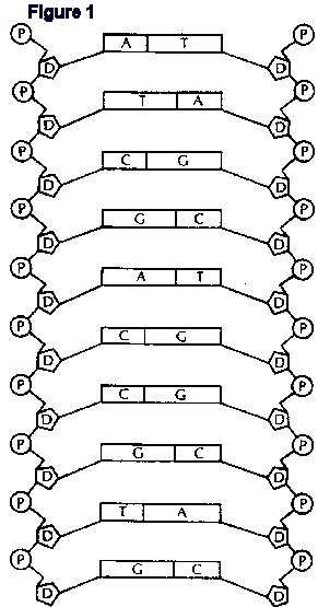 Labeled DNA Model Worksheet