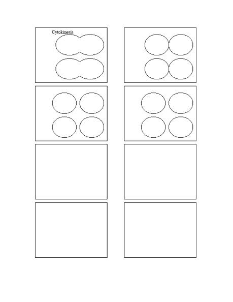 Mitosis and Meiosis Coloring Worksheets