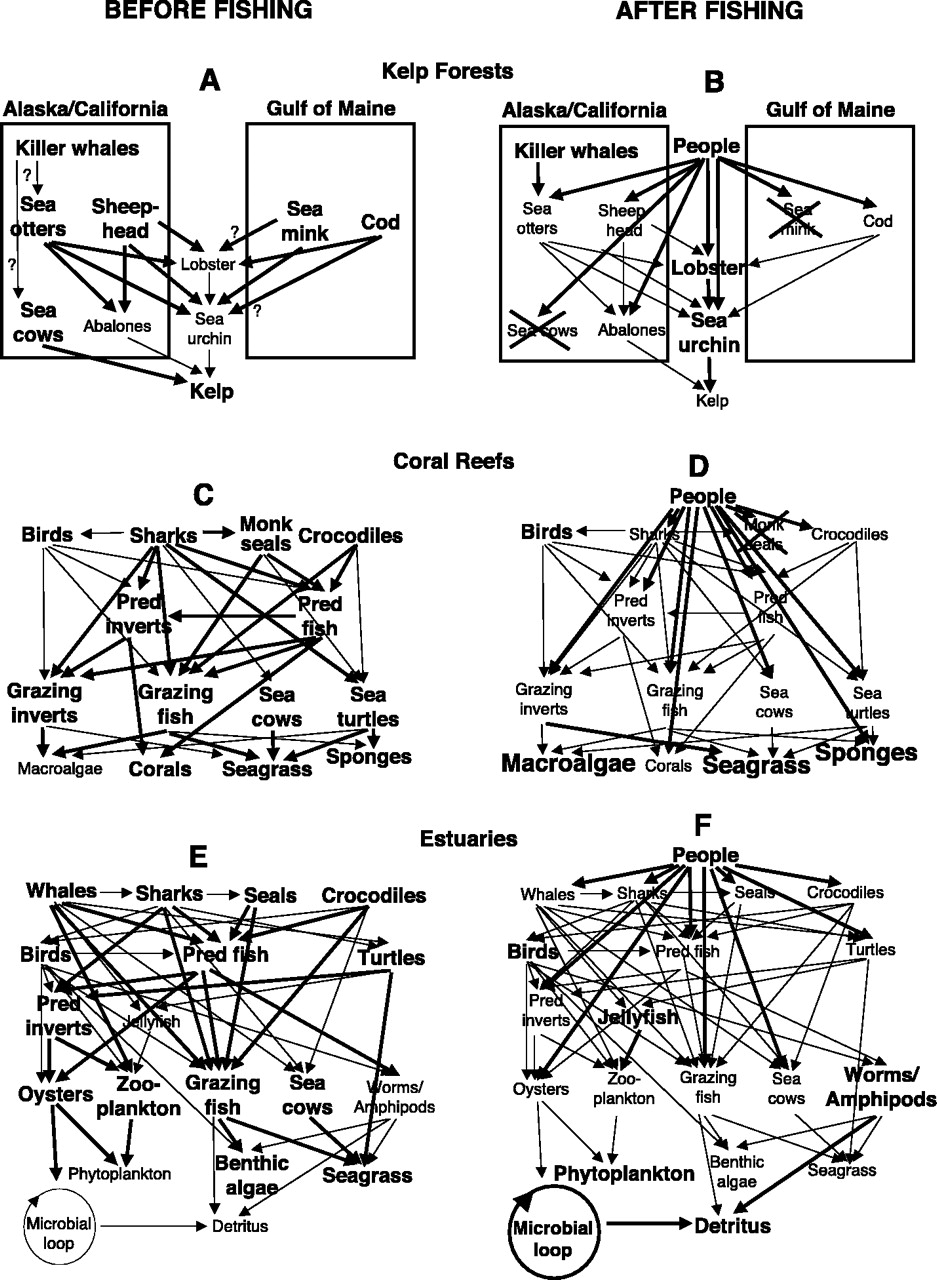 Coral Reef Web Food Chain