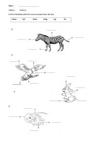 How Do Animals Move Worksheet