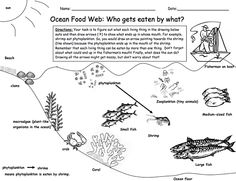 Ocean Food Web