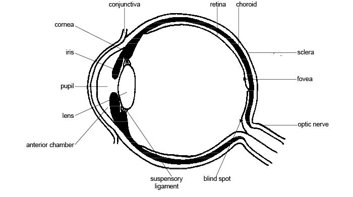 Anatomy and Physiology Eye Diagram Label