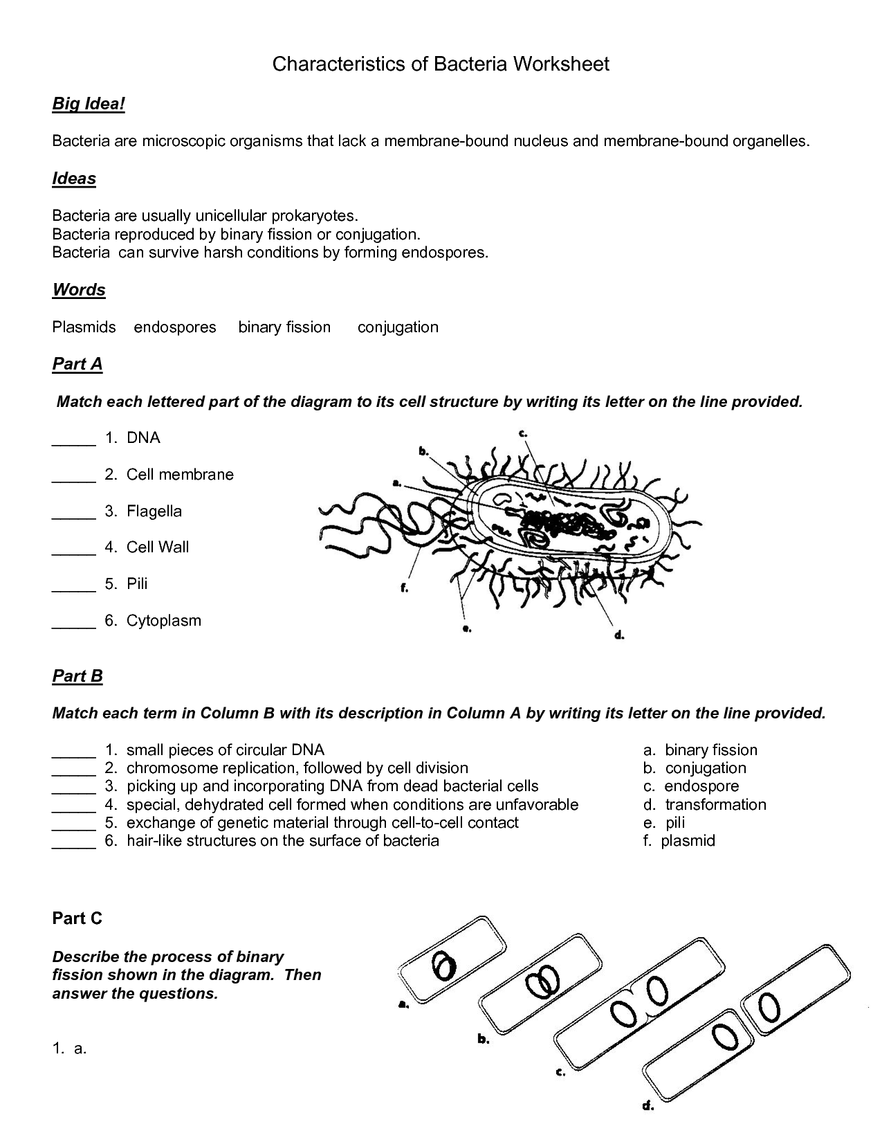 14 Viruses And Bacteria Worksheets Worksheeto