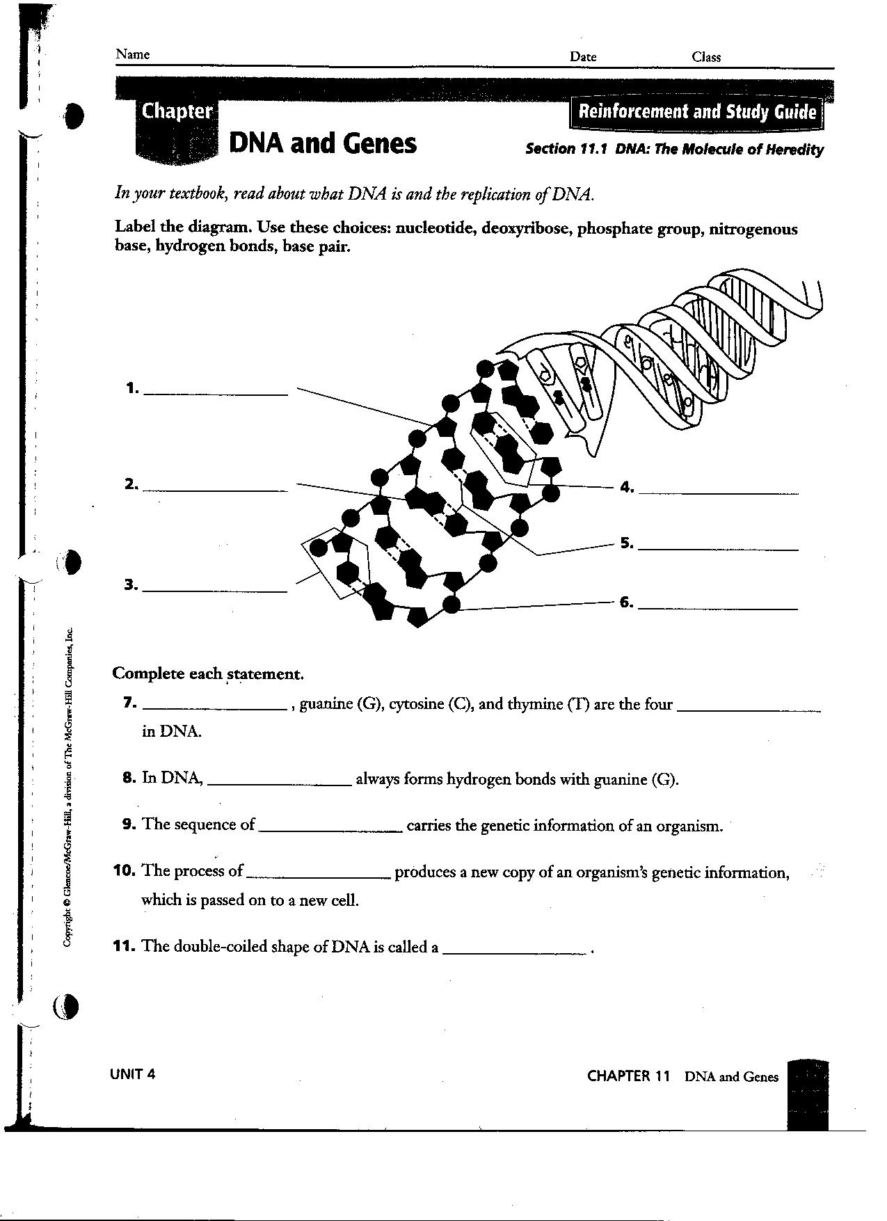 Chapter 11 DNA and Genes Worksheet Answers