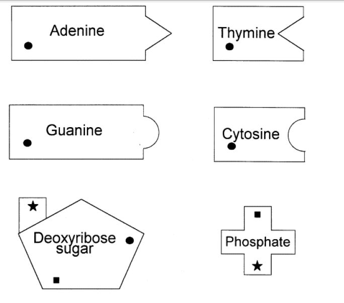 DNA Model Cut Out Worksheets