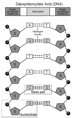 DNA Molecule Label Worksheet