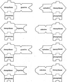 DNA Paper Model Activity