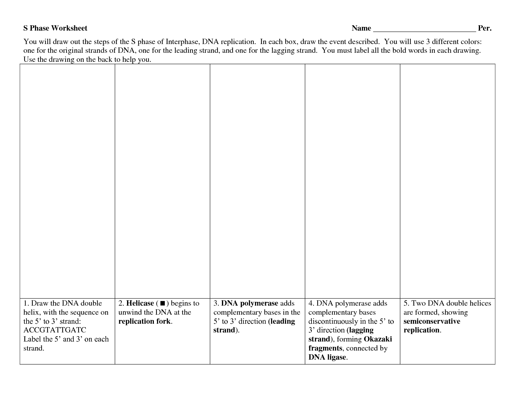 DNA Replication Worksheet