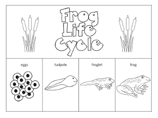 Frog Life Cycle Worksheets