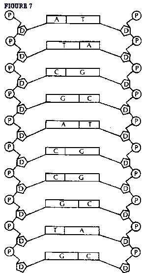 Labeled DNA Model Worksheet