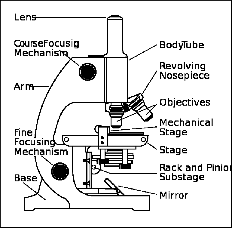 14 Human Anatomy Labeling Worksheets Worksheeto