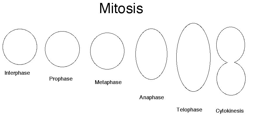 Mitosis Coloring Worksheet