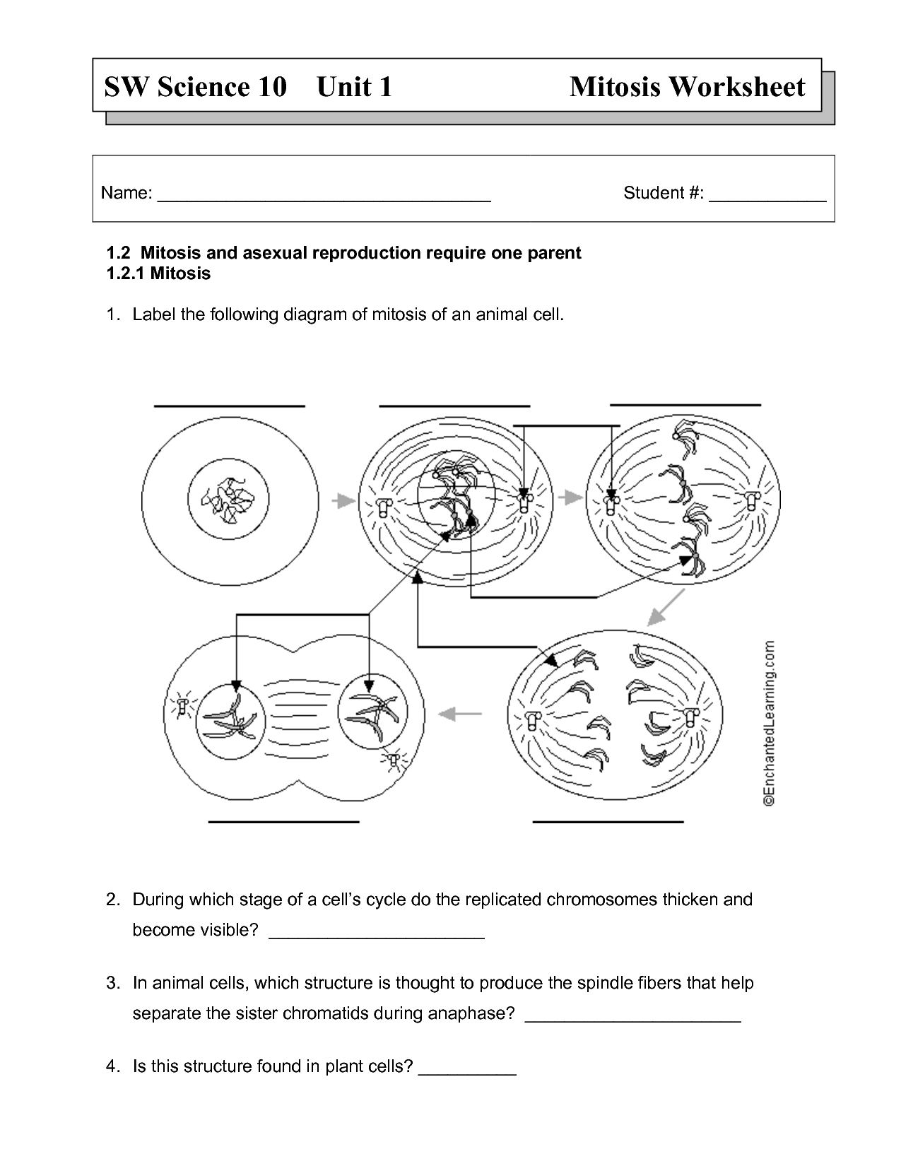 Mitosis Worksheet Answer Key