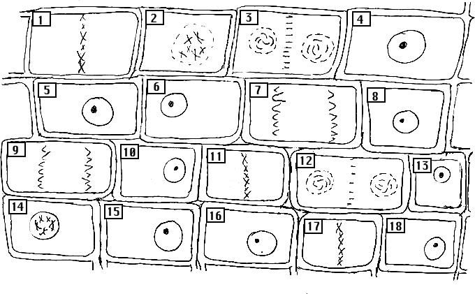 Onion Cell Mitosis Worksheet Answers