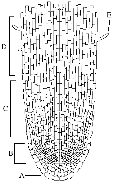 Onion Root Tip Cell Diagram Labeled