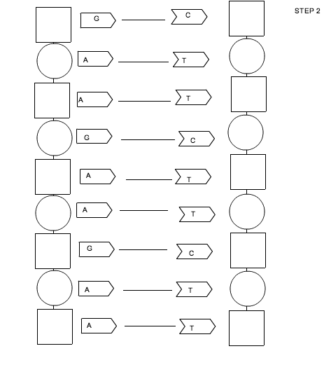 The Double Helix DNA Replication Coloring Worksheet