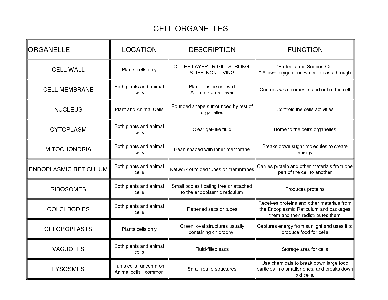 Animal Cell Organelles Functions