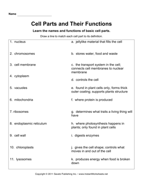 Cell Parts and Functions Worksheet