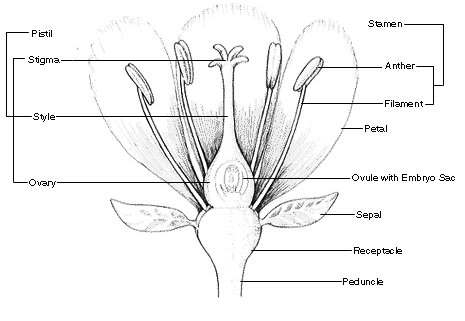 Flower Parts Diagram