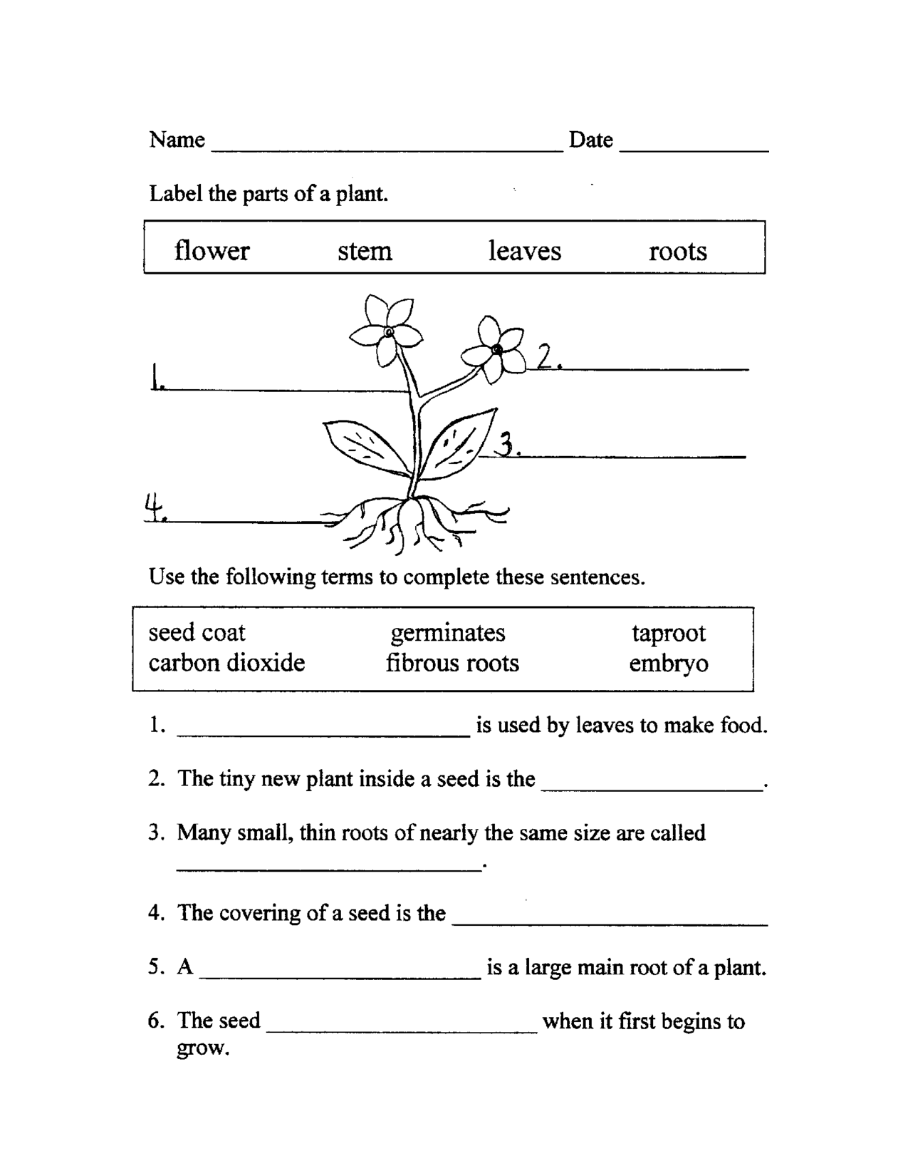 14 Parts Of Plant Functions Worksheet Worksheeto