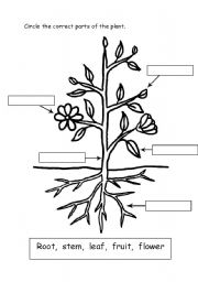 Plant Parts Worksheet