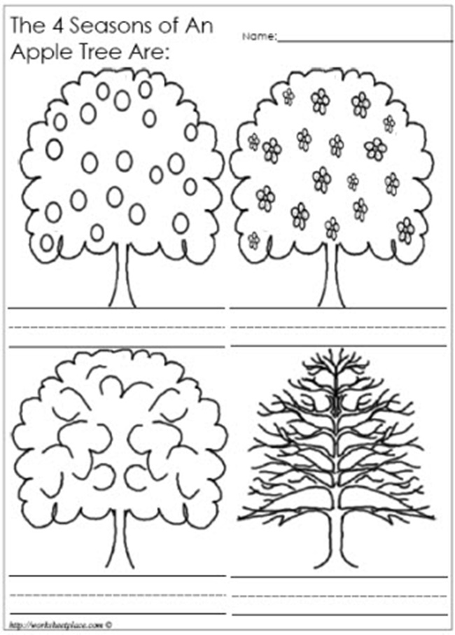 Apple Tree Seasons Worksheet