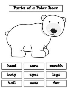 Polar Bear Body Parts